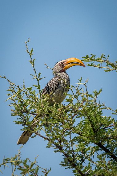 071 Zimbabwe, Hwange NP, zuidelijke geelsnaveltok.jpg